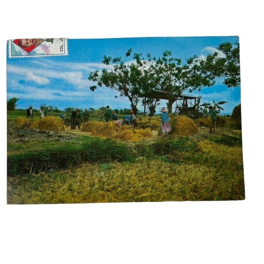 Vintage Postcard Rice Threshing Philippines Provinces u